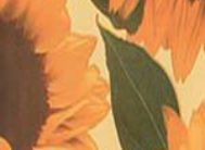 картинка 2170 DELUXE 45см/8м от магазина